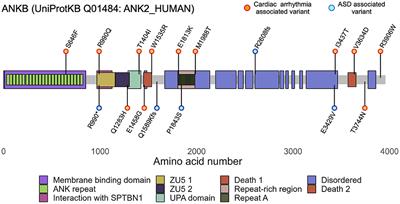 Frontiers | Mechanisms underlying the role of ankyrin-B in cardiac